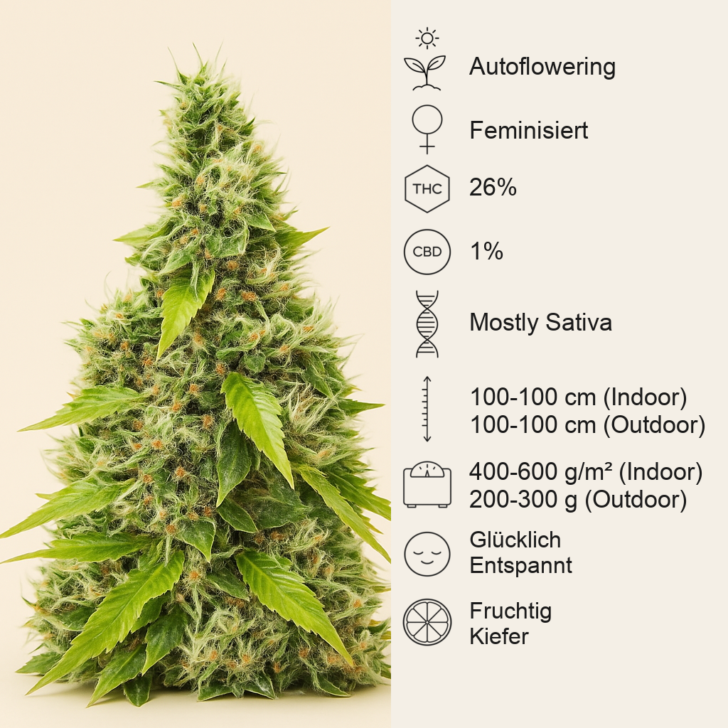 Auto GG#4 Original Glue F1 feminisierte Samen (Seedkeepers)