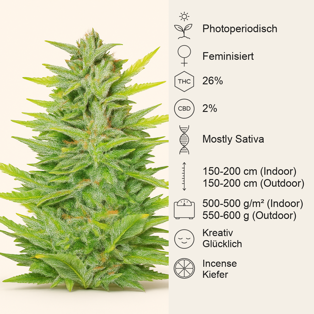 Dozy Whale feminisierte Samen (AlphaFem Seeds)
