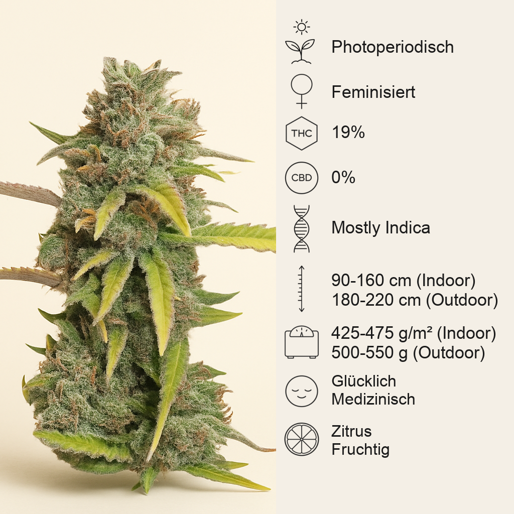 O.G. Kush (RQS) Cannabis-Samen