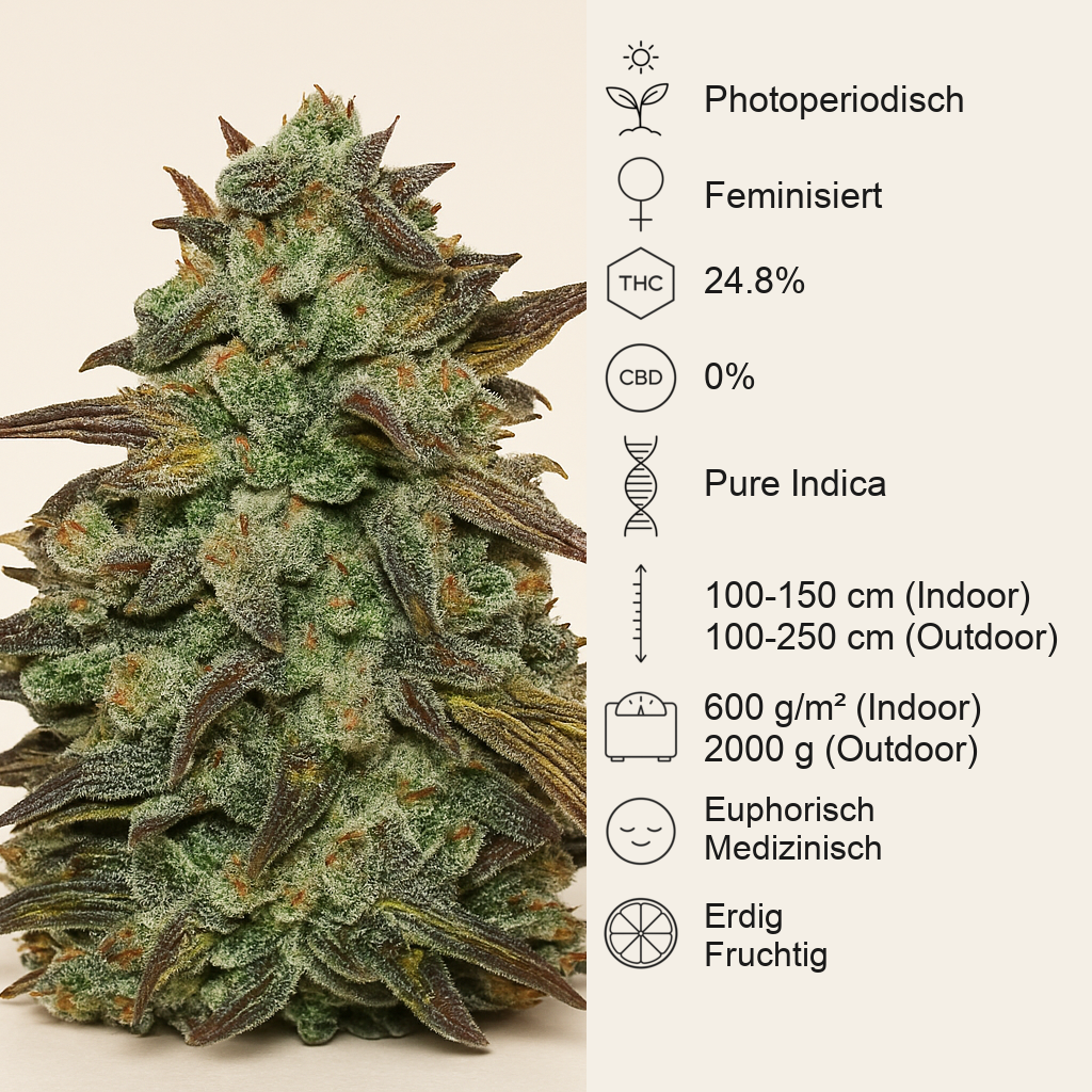 Eleven Roses feminisierte Samen (Delicious Seeds)