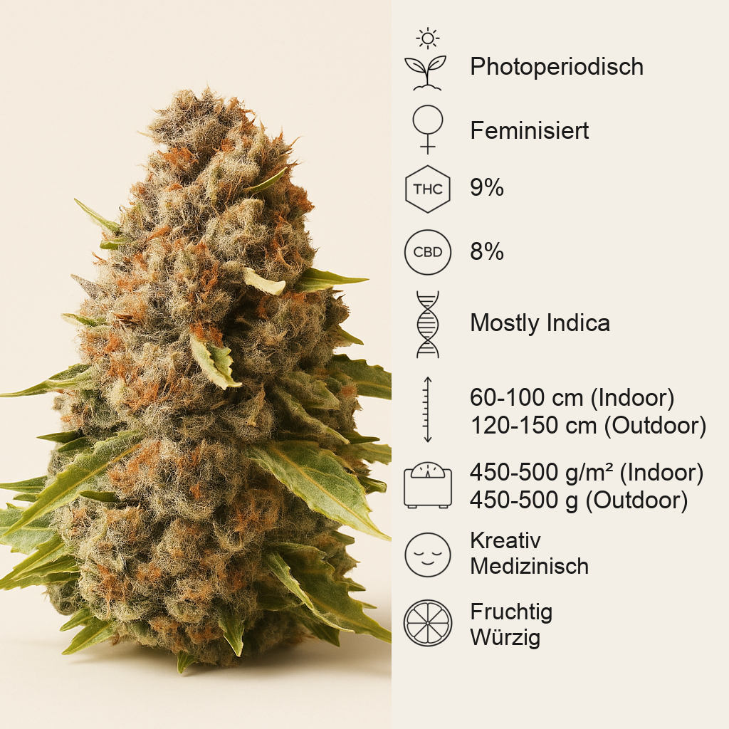 Euphoria CBD (RQS) Cannabis-Samen