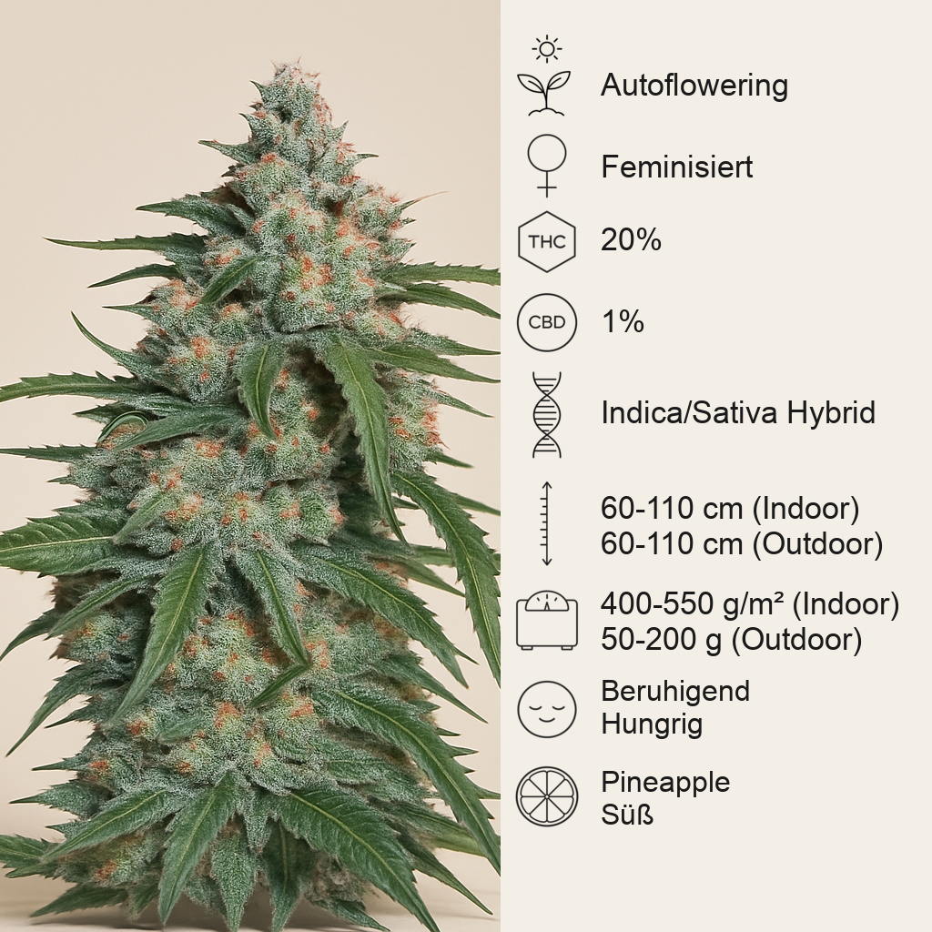 Pineapple Express Auto feminisierte Samen (Fast Buds)