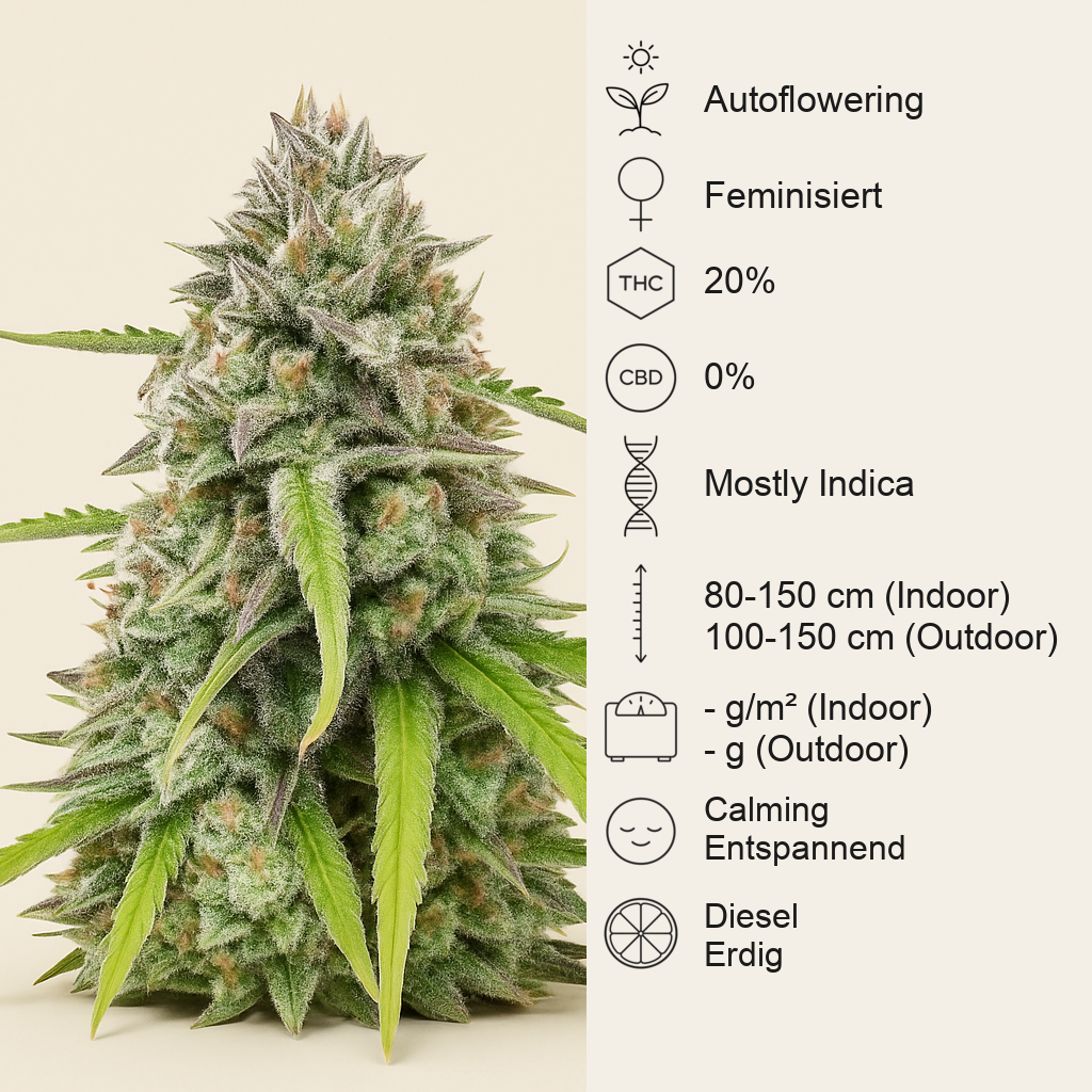 Humboldt Headband Autoflower feminisierte Samen (Humboldt Seed Company)