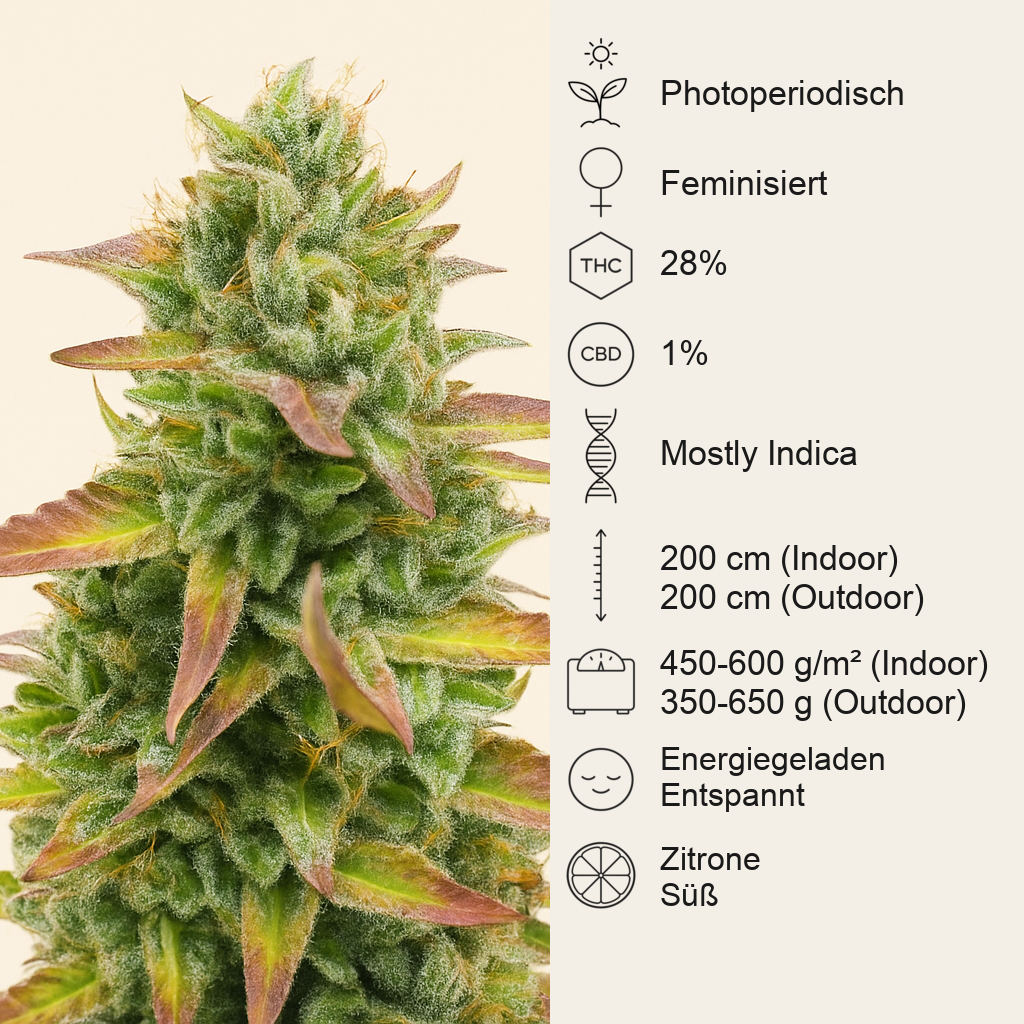 Tropicana Cookies Fast Flowering feminisierte Samen (Fast Buds)