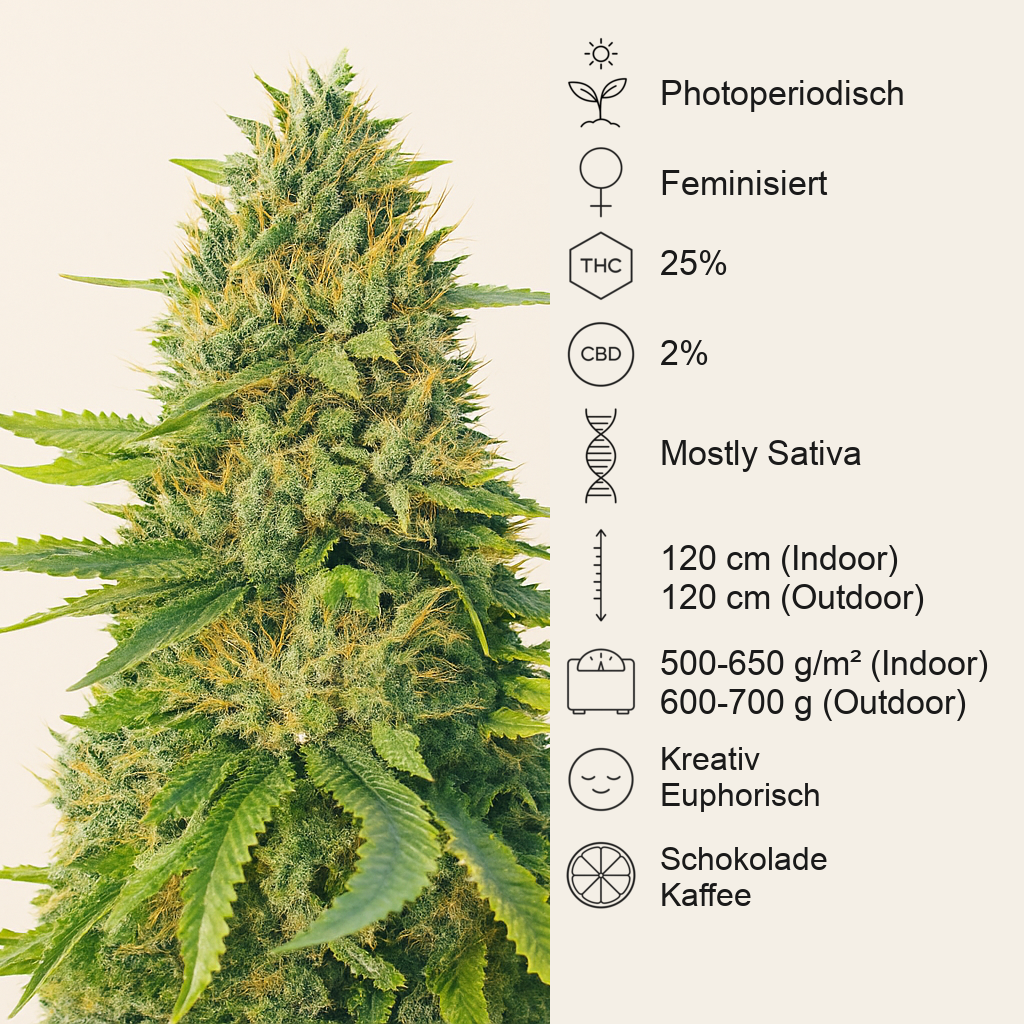 GG#4 Original Glue Fast Version feminisierte Samen (EGS)