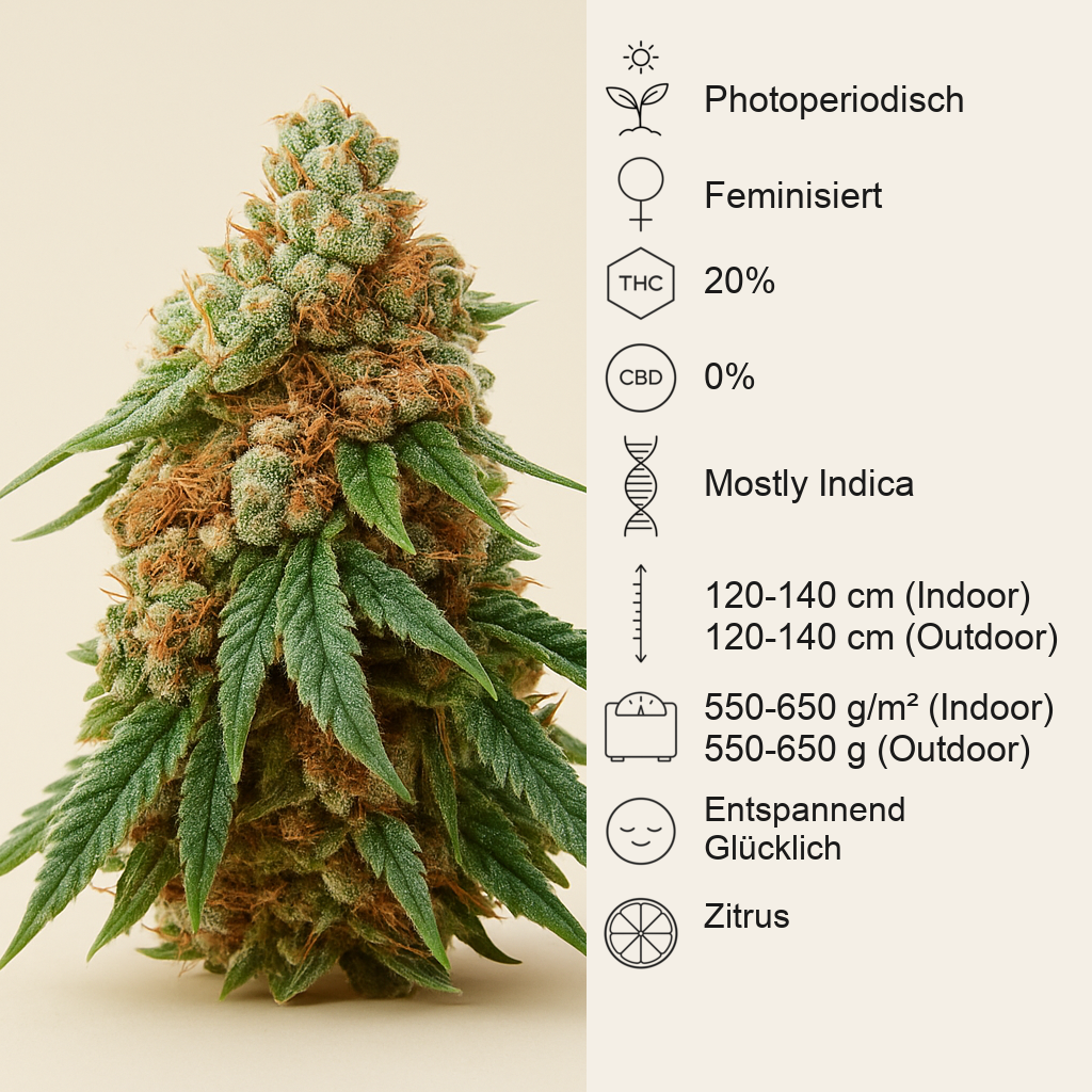 Godzilla Jealousy-Samen (Herbies Seeds)