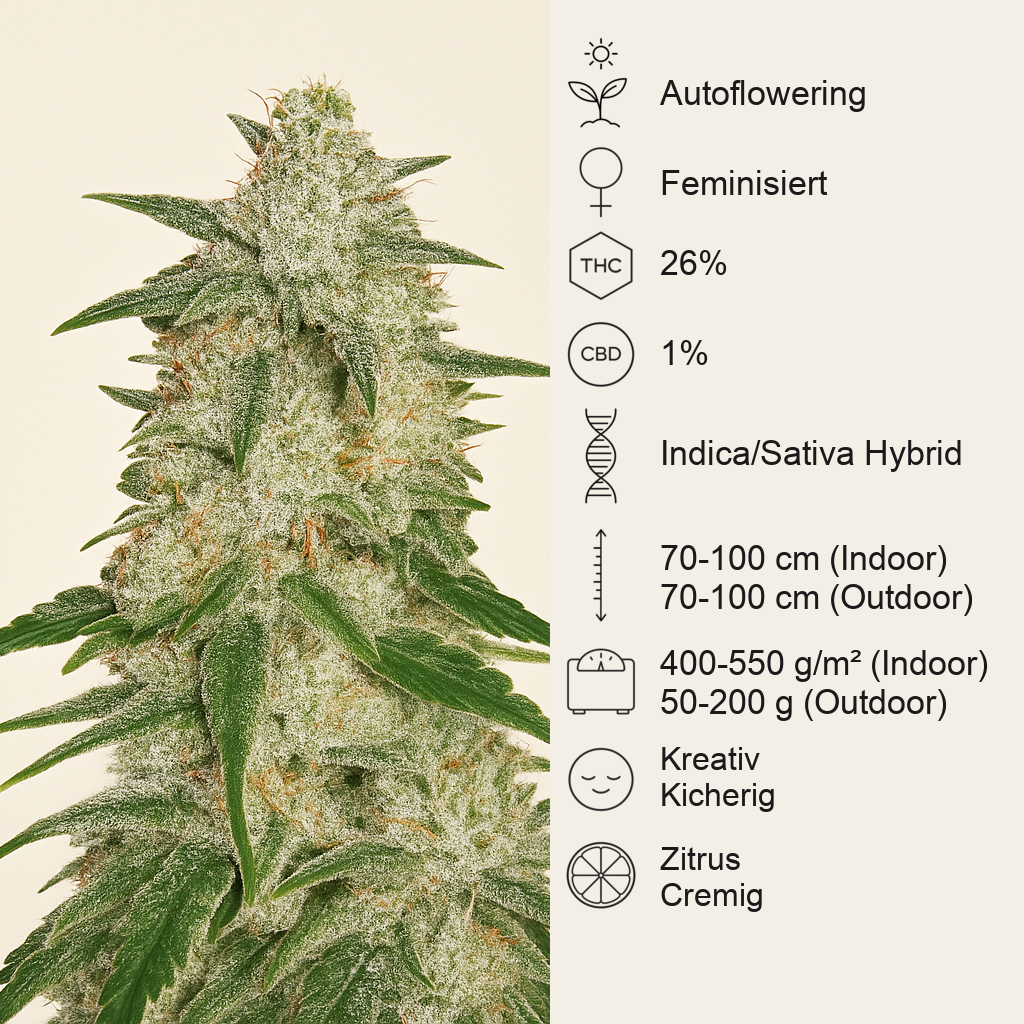 Gelato Auto feminisierte Samen (Fast Buds)