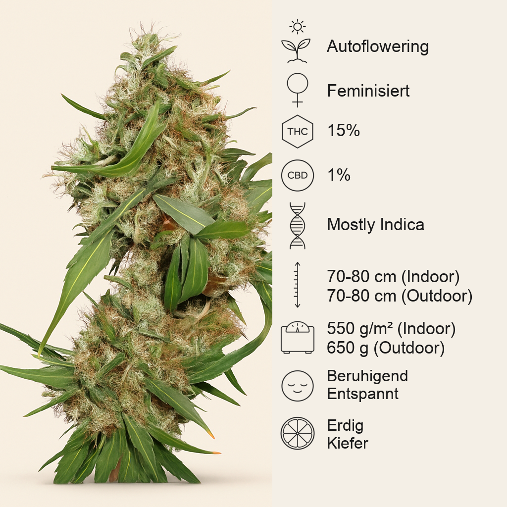 Critical Kush Auto/Critical Rapido Auto (Barney's Farm)