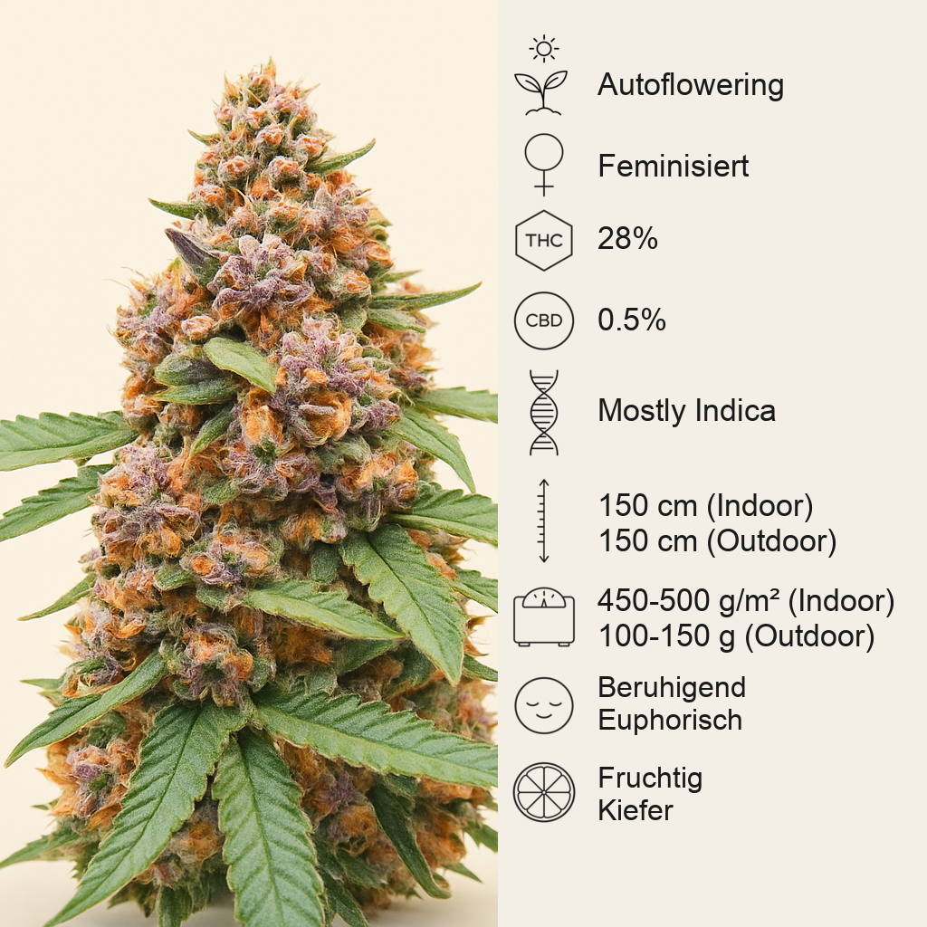 Runtz Autoflower feminisierte Samen (EGS)