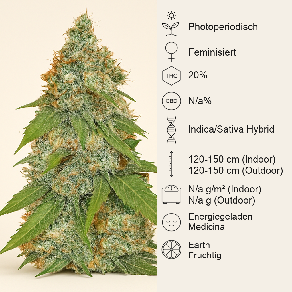 Jack Herer (Sensi Seeds) Cannabis-Samen