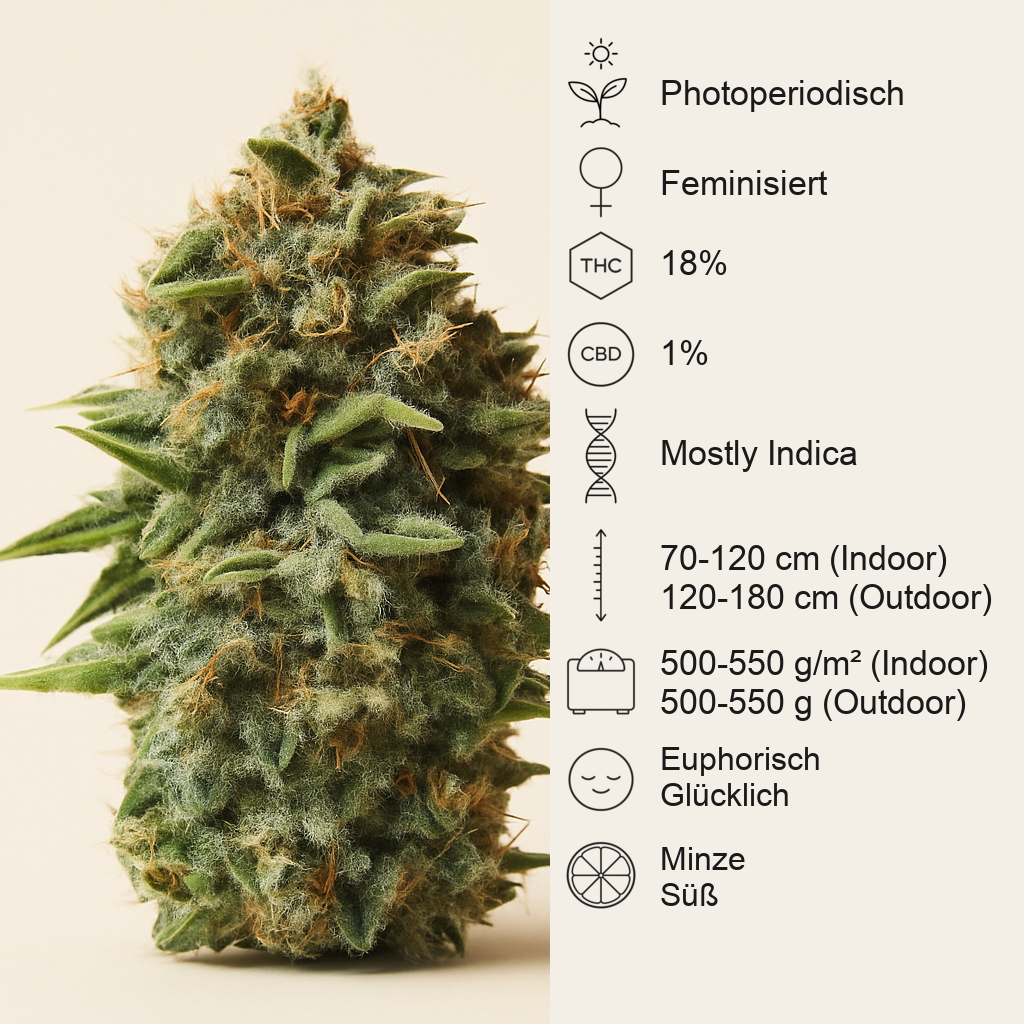 Pineapple Kush (RQS) Cannabis-Samen