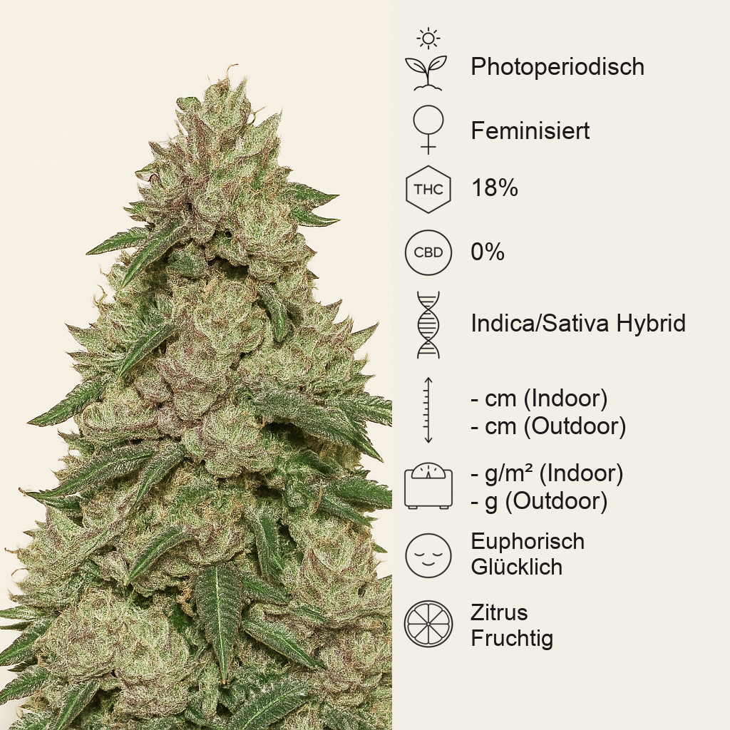 Wedding Cake (Seedstockers) Cannabis-Samen