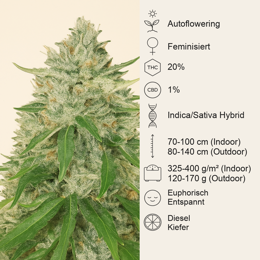 Royal Gorilla Automatic (RQS) Cannabis-Samen