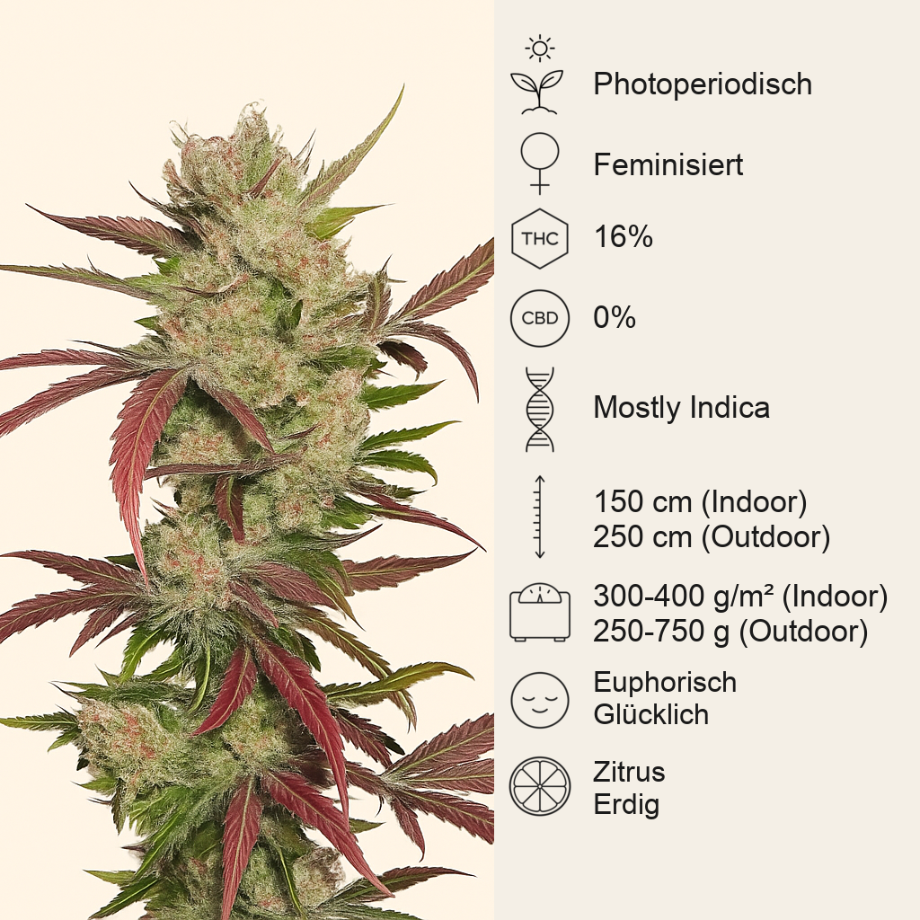 Master Kush (Dutch Passion) Cannabis-Samen