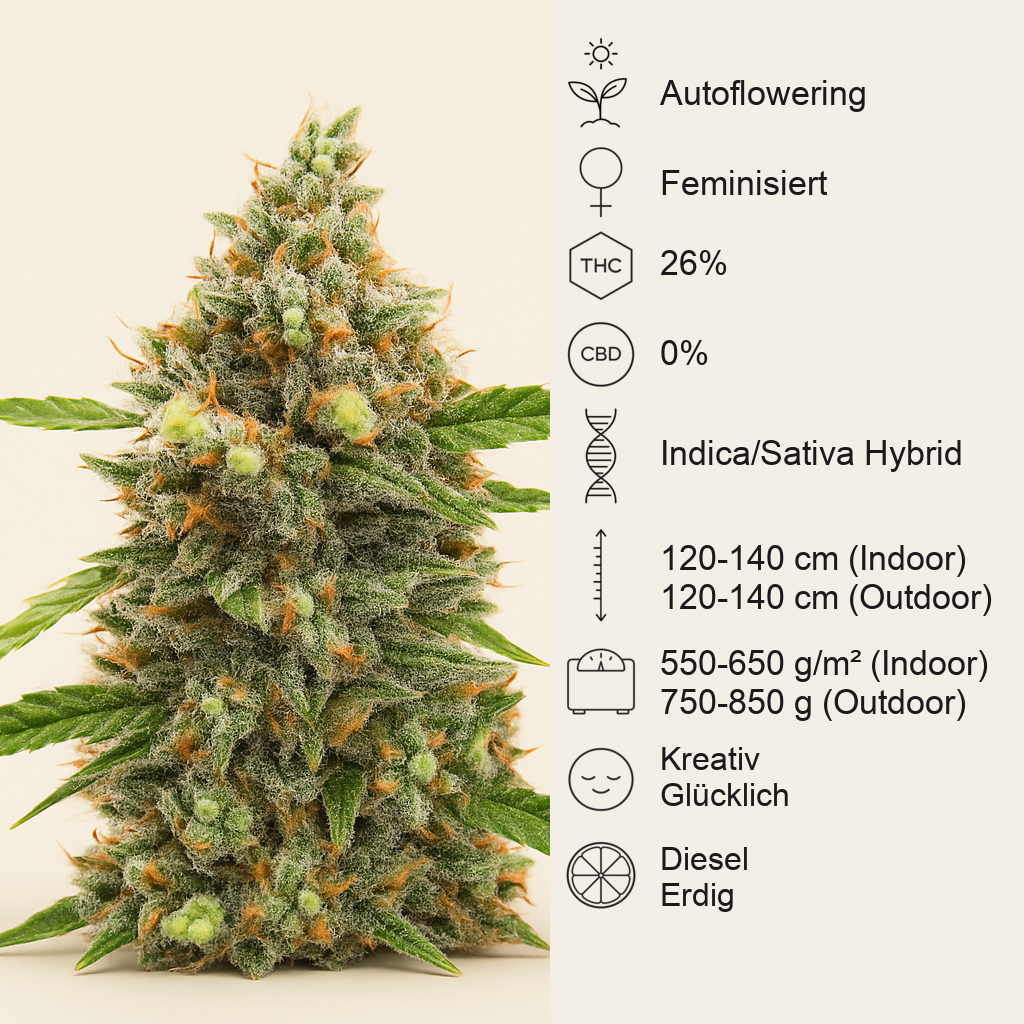 Bruce Banner #3 Auto-Samen (Herbies Seeds)