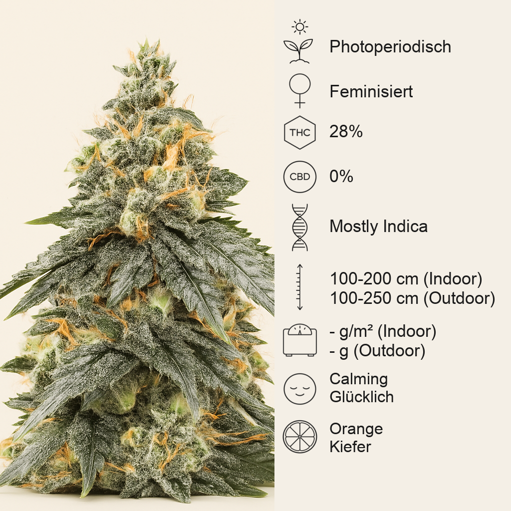 G.S. Cookies feminisierte Samen (Humboldt Seed Company)