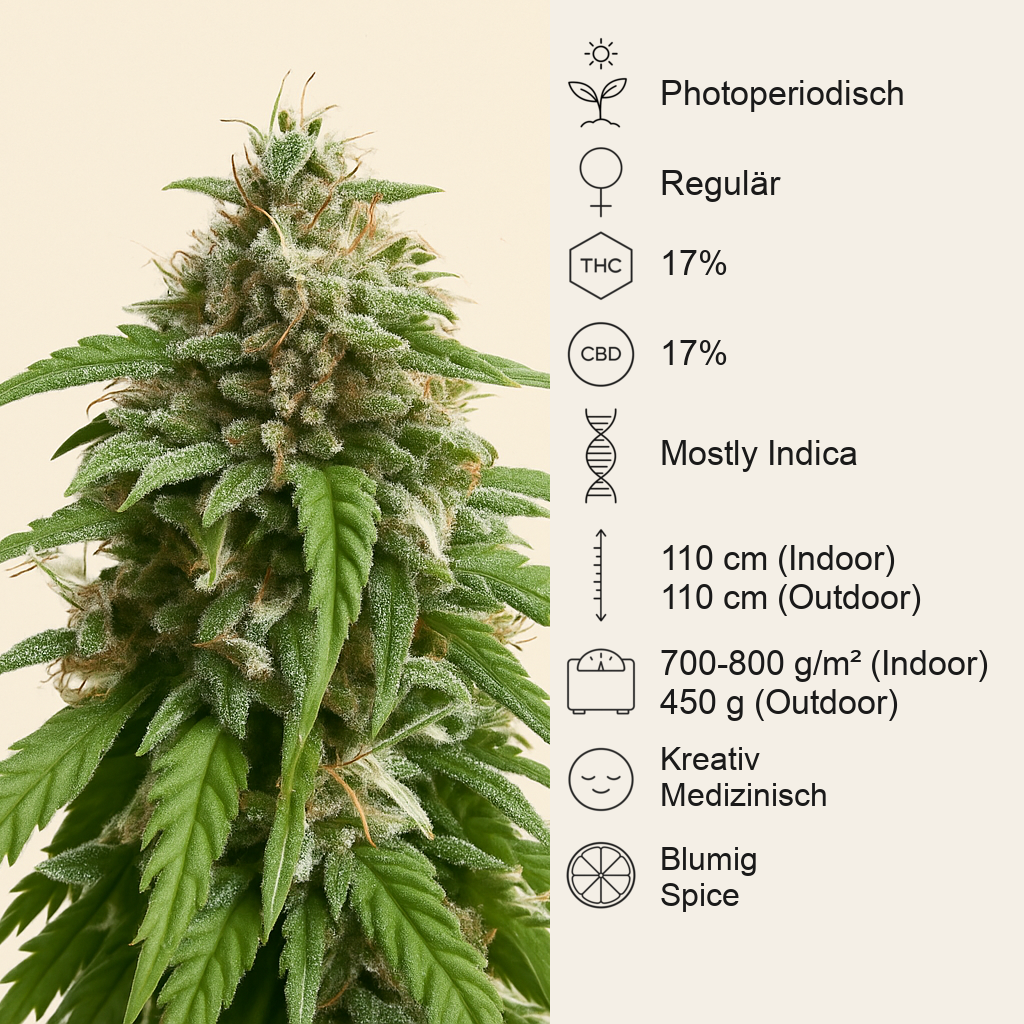 CBD Caramel regular (Barney's Farm) Cannabis-Samen