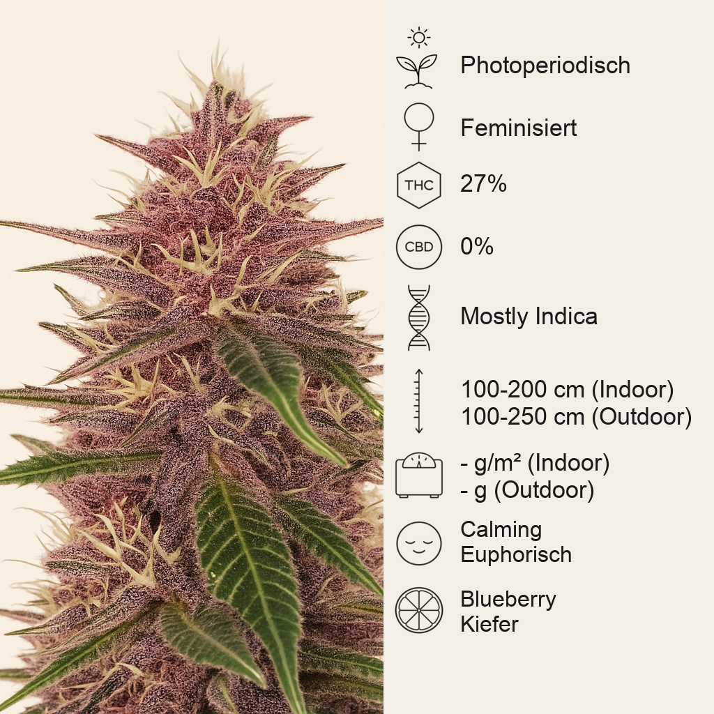 Humboldt Dream feminisierte Samen (Humboldt Seed Company)