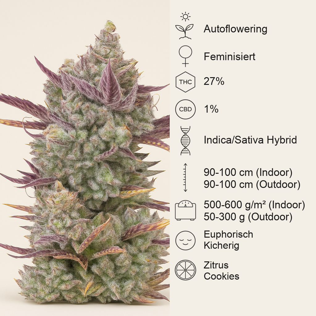 Gorilla Cookies Auto (Fast Buds)