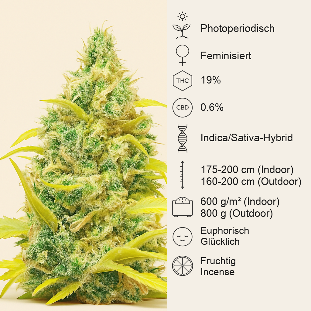 Critical Daddy (BlimBurn Seeds)