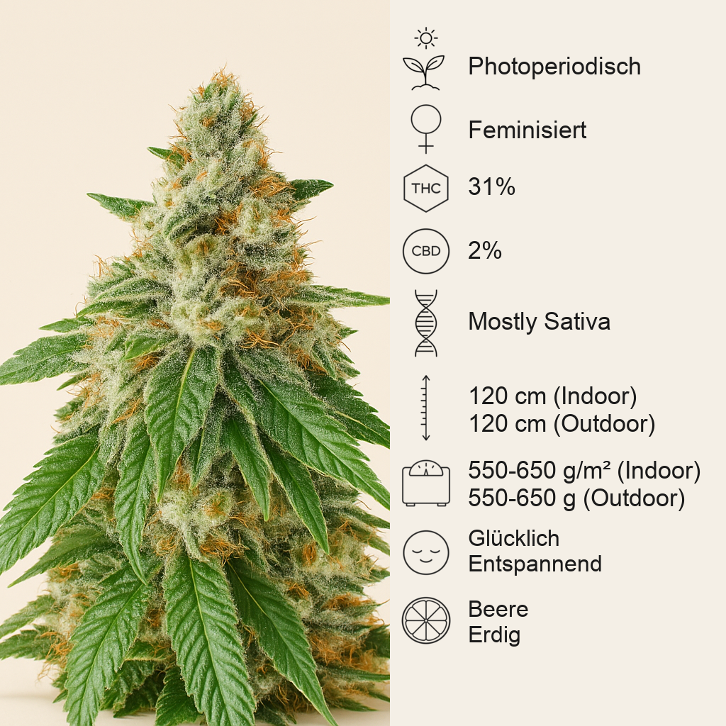Chemdog Fast Version feminisierte Samen (EGS)