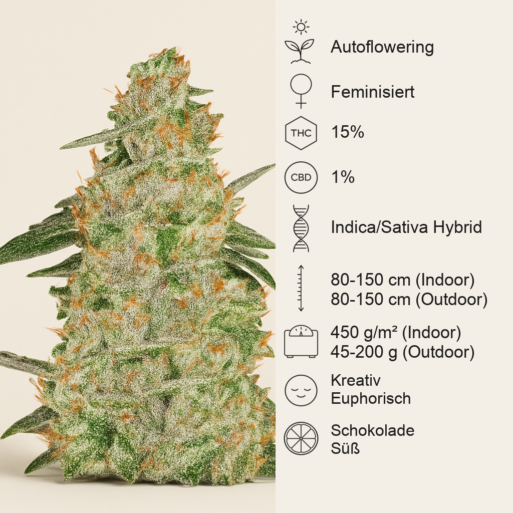 Auto White Widow (Pyramid Seeds) Cannabis-Samen