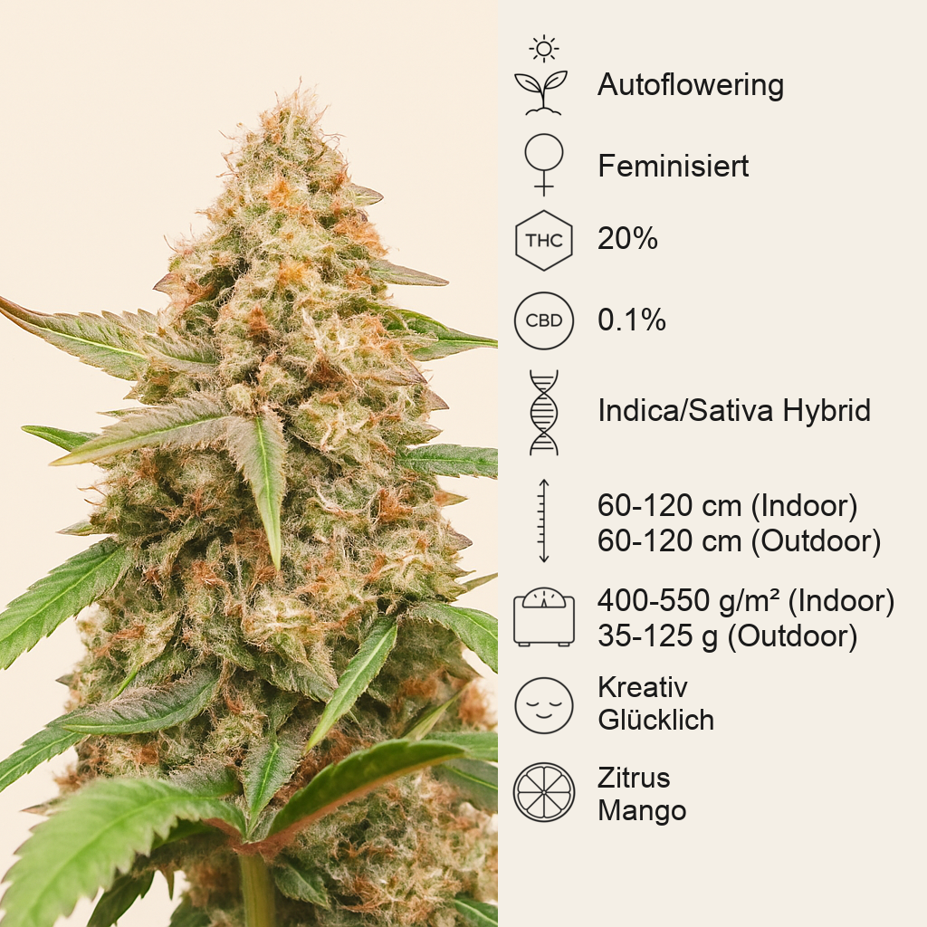 Tropicanna Poison XL Auto feminisierte Samen (Sweet Seeds)