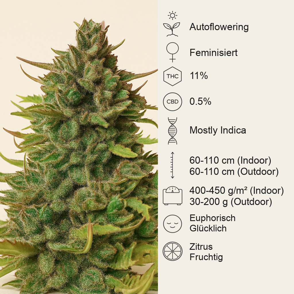 Tangie Auto (BlimBurn Seeds) Cannabis-Samen