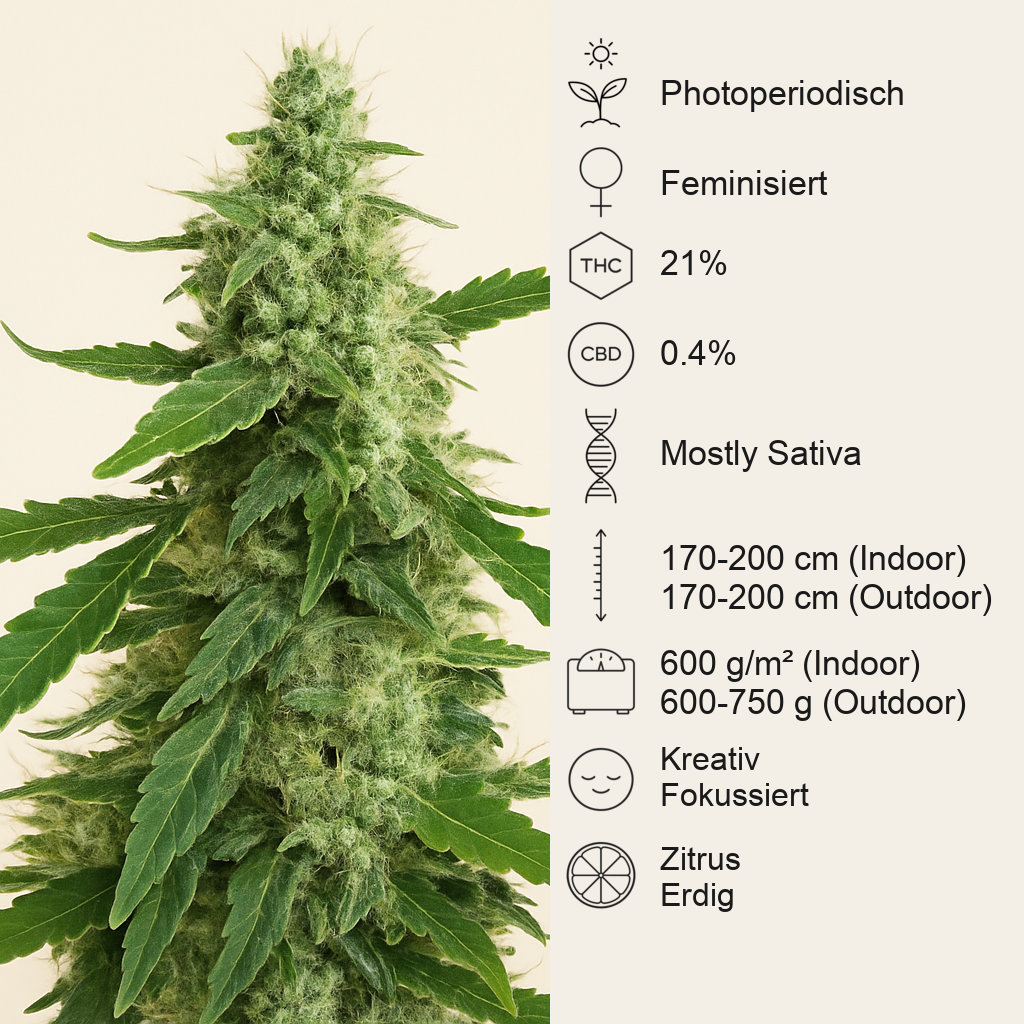 Green Crack (BlimBurn Seeds) Cannabis-Samen