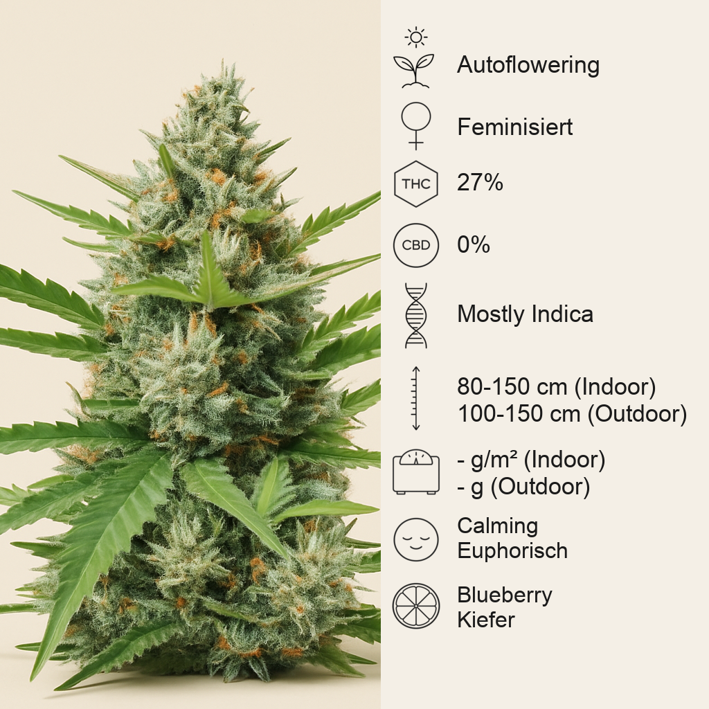 Humboldt Dream Autoflower feminisierte Samen (Humboldt Seed Company)