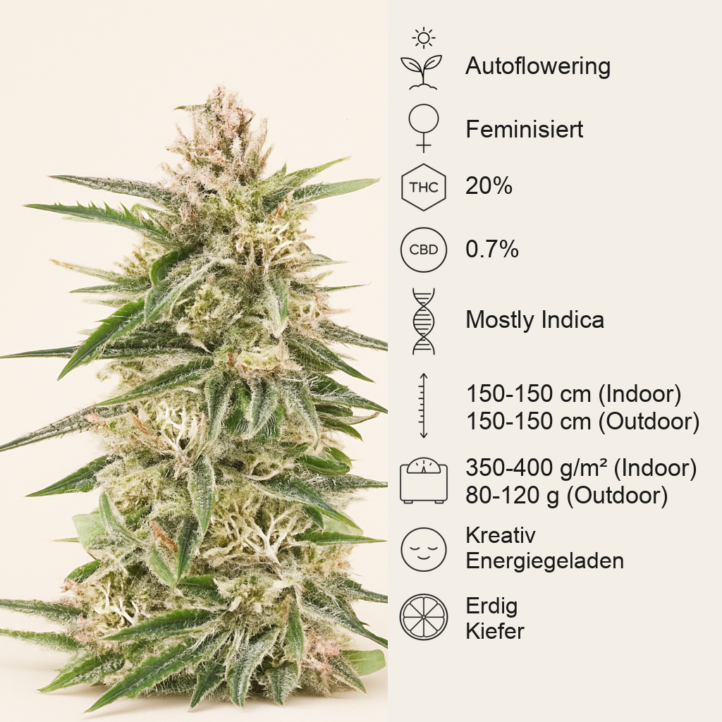 Skywalker Autoflower feminisierte Samen (Seedkeepers)