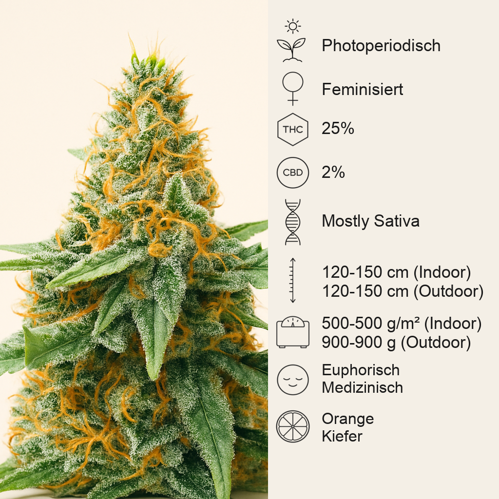 AFS Princess feminisierte Samen (AlphaFem Seeds)
