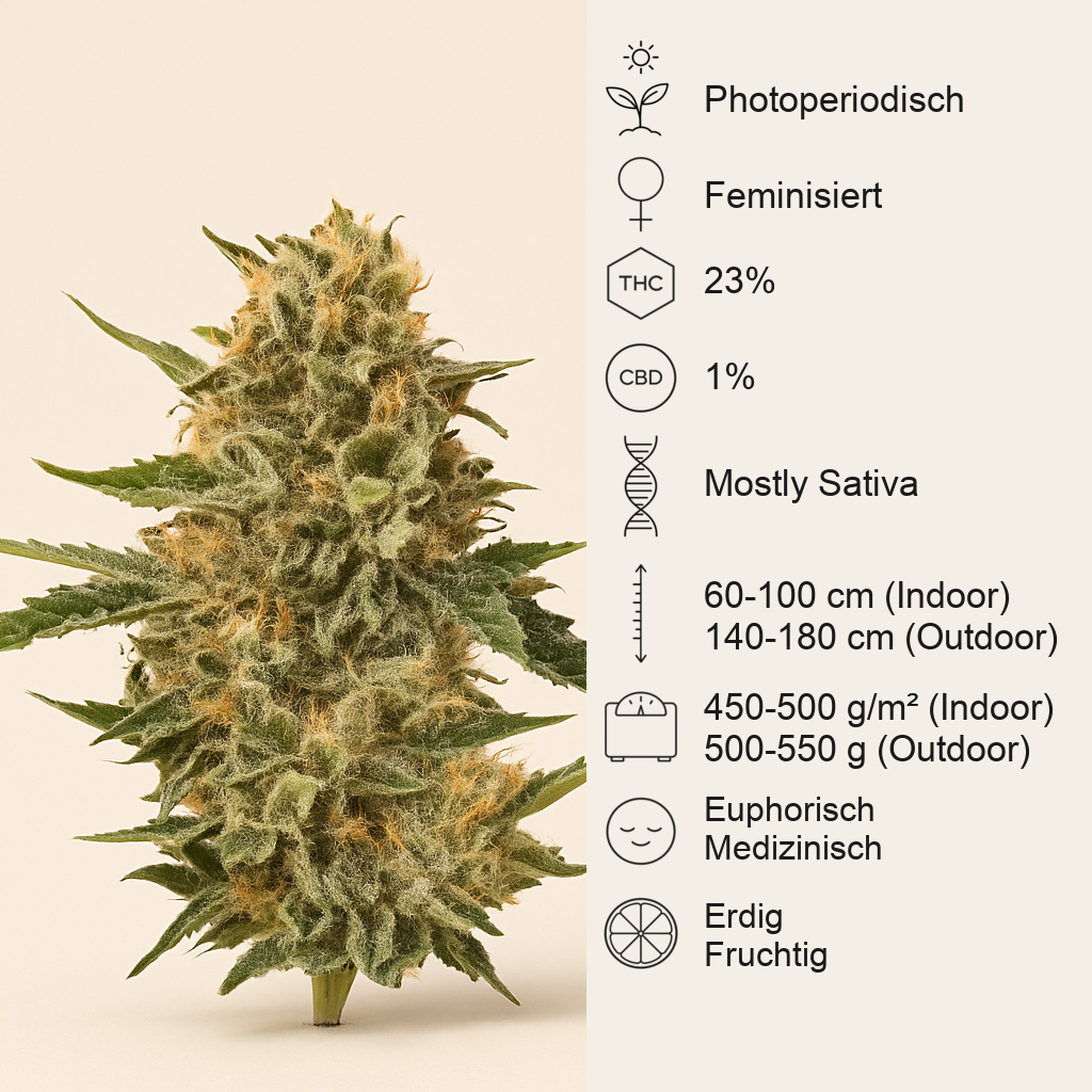 Mother Gorilla (Royal Madre) (RQS) Cannabis-Samen