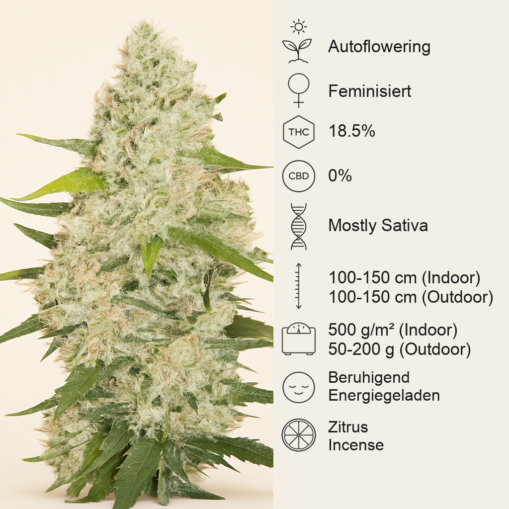 Think Big Auto (Dutch Passion) Cannabis-Samen