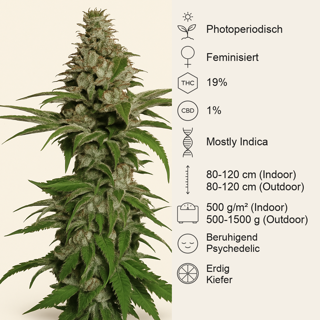 Northern Lights (Pyramid Seeds) Cannabis-Samen