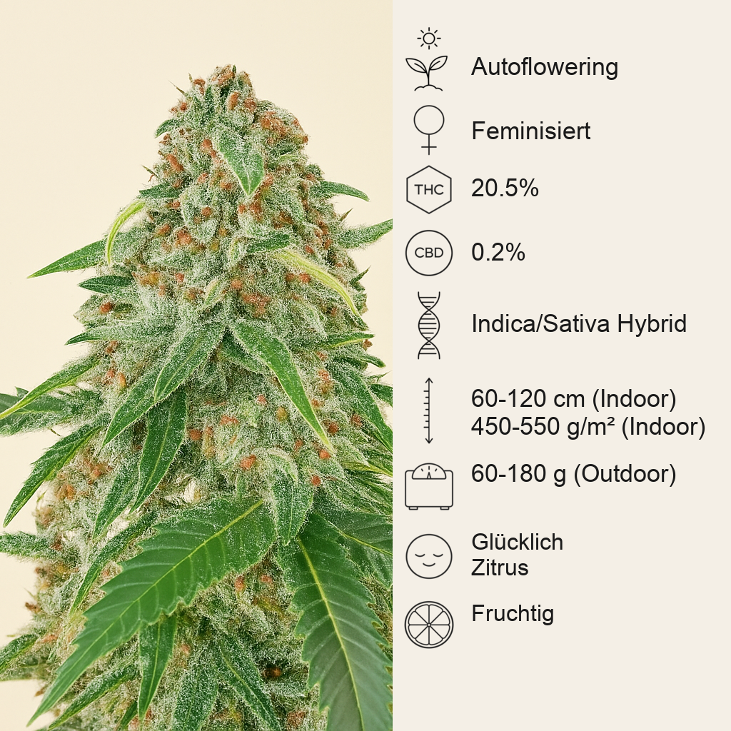 Sweet Zenzation XL Auto Samen feminisiert (Sweet Seeds)