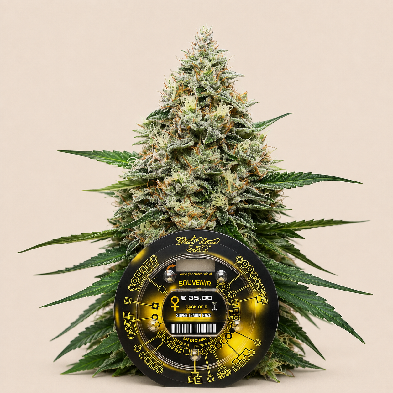 Super Lemon Haze