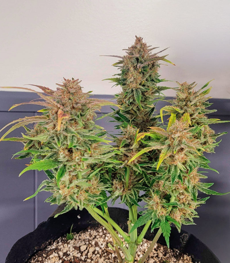 Orange Apricot Glue XL Auto Cannabispflanze – Sweet Seeds, Foto 3