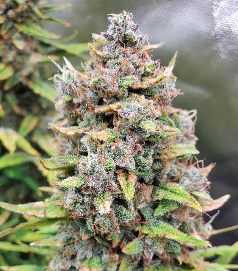 Original Big Bud Auto Cannabispflanze – Fast Buds, Foto 5