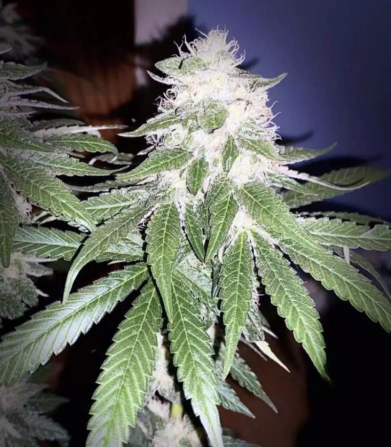 Runtz Muffin Cannabispflanze – Barney's Farm, Foto 4