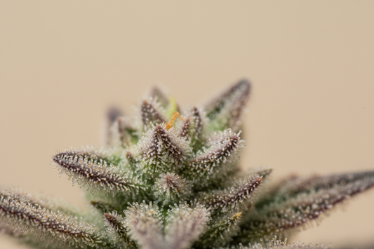 Wirkung & Terpene erklärt – warum Aroma mehr als nur Geschmack ist