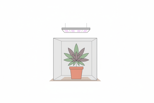 Autoflower richtig anbauen – einfach erklärt (Indoor & Outdoor)