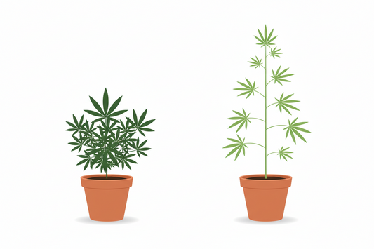 Indica vs Sativa: Unterschiede und Auswahlhilfe für Anfänger