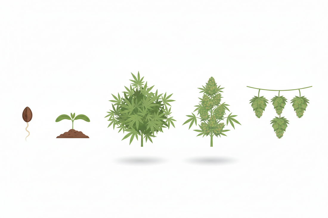 Cannabis Anbau von Keimung bis Trocknung: Anfänger-Guide ohne Mythen
