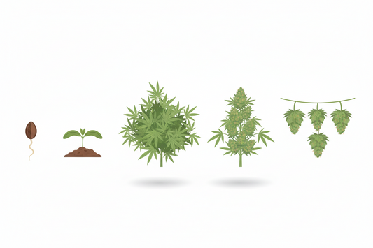 Cannabis Anbau von Keimung bis Trocknung: Anfänger-Guide ohne Mythen