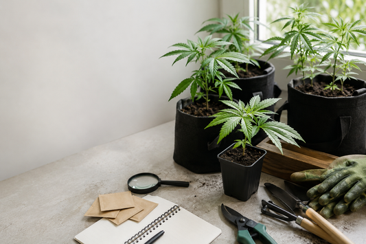 Pflanzenwachstumsregulatoren (PGR) im Cannabisanbau: Risiken erkennen und natürlich anbauen