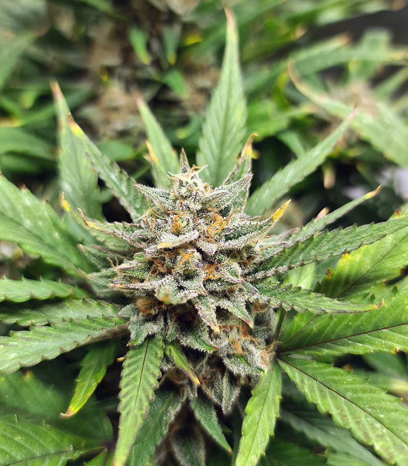 Original Auto AK Cannabispflanze – Fast Buds, Foto 5
