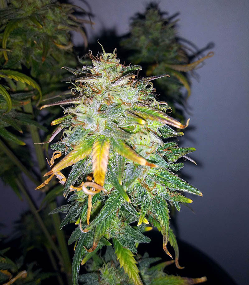 Original Auto AK Cannabispflanze – Fast Buds, Foto 6