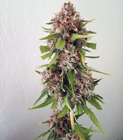 Critical Orange Punch Cannabispflanze – Dutch Passion, Foto 3