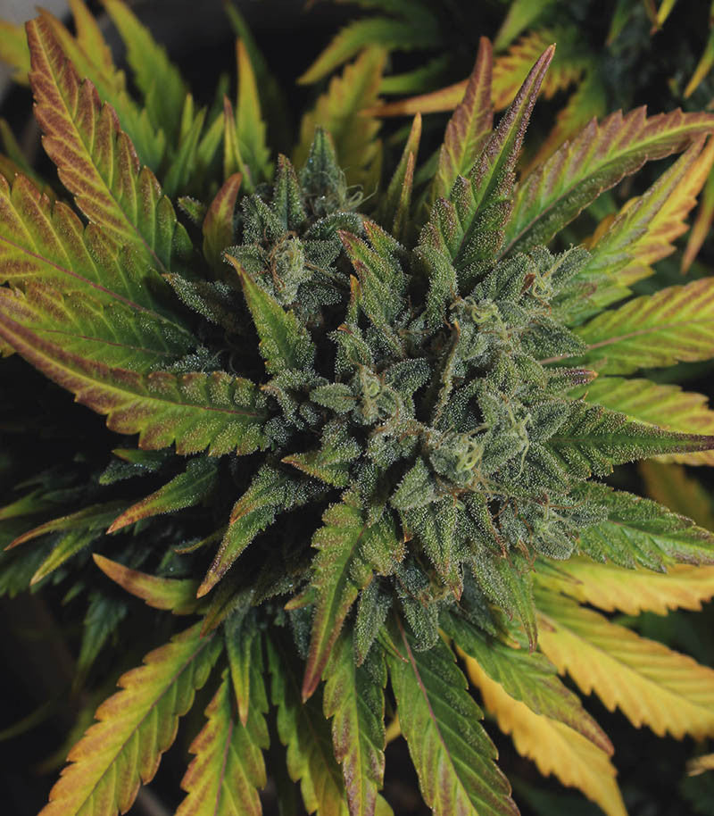 Original Auto AK Cannabispflanze – Fast Buds, Foto 2